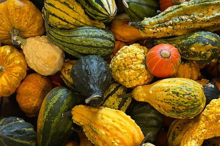 Warum Kürbis im Herbst so beliebt ist: Das steckt im Herbstgemüse