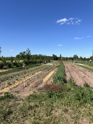 Zukunftsfähige biodynamische Landwirtschaft